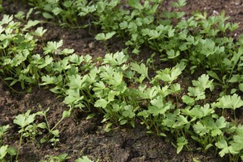 Что сажают в сентябре на даче. Ещё не поздно: что посадить в сентябре в огороде и на даче