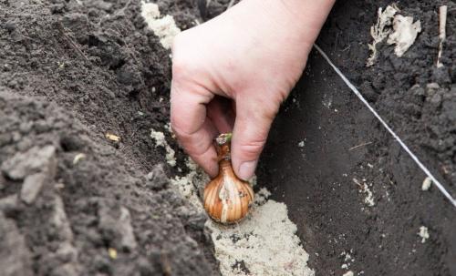 Какие цветы посадить осенью, чтобы цвели все лето. Посадка луковичных растений осенью
