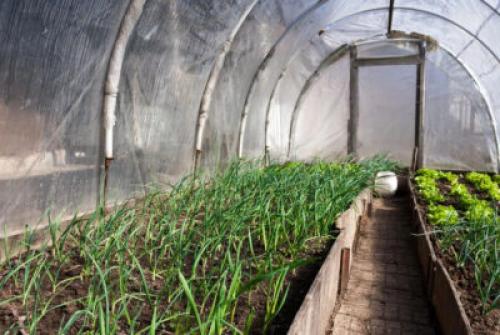 Какие цветы можно посадить в ноябре. Что можно сеять в теплице в ноябре?