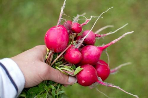 Что сажают в сентябре на даче. Ещё не поздно: что посадить в сентябре в огороде и на даче