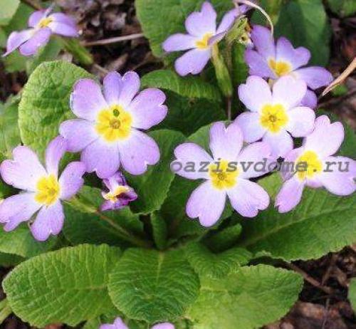 Какие цветы посадить на даче осенью. Добавление статьи в новую подборку 04 Какие цветы посадить на даче осенью. Добавление статьи в новую подборку 04