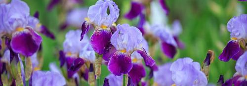 Что сажают в сентябре на даче. Ещё не поздно: что посадить в сентябре в огороде и на даче 11 Что сажают в сентябре на даче. Ещё не поздно: что посадить в сентябре в огороде и на даче 11