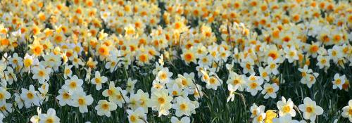 Что сажают в сентябре на даче. Ещё не поздно: что посадить в сентябре в огороде и на даче 08 Что сажают в сентябре на даче. Ещё не поздно: что посадить в сентябре в огороде и на даче 08