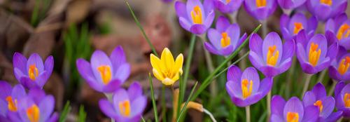 Что сажают в сентябре на даче. Ещё не поздно: что посадить в сентябре в огороде и на даче 05 Что сажают в сентябре на даче. Ещё не поздно: что посадить в сентябре в огороде и на даче 05