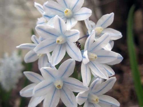 Какие цветы сажают осенью семенами. Какие цветы сажают осенью