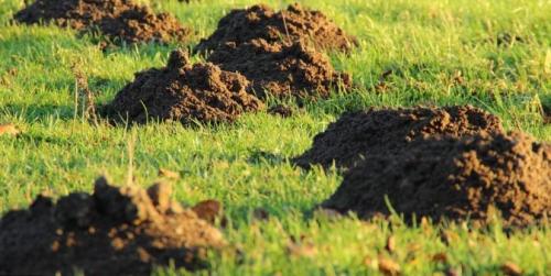 Борьба с кротами на дачном участке. Как избавиться от кротов на участке: самые эффективные средства и способы борьбы