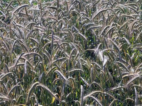 Какие сидераты можно сеять осенью после уборки урожая. Какие сидераты лучше сеять осенью 01