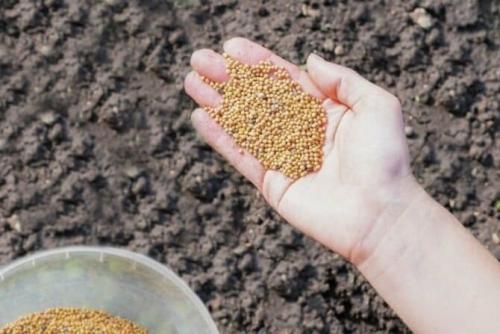 Сидераты осенью горчица. Когда и как правильно сеять горчицу, как сидерат, особенности посева, для улучшения почвы, когда закапывать