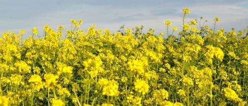 Сидераты осенью горчица. Когда и как правильно сеять горчицу, как сидерат, особенности посева, для улучшения почвы, когда закапывать