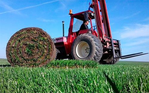 Мифы и реальность: почему рулонный газон часто не приживается на новом участке 03 Мифы и реальность: почему рулонный газон часто не приживается на новом участке 03