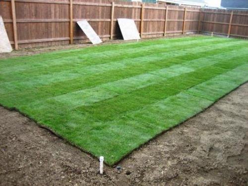 Что делать, если рулонный газон не приживается даже после длительного времени. Когда лучше стелить рулонный газон