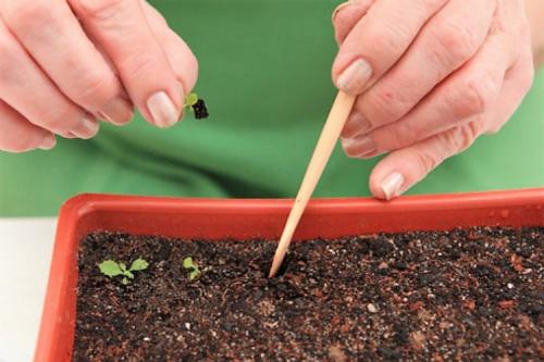 Какие цветы сажают осенью семенами. ТОП-22, какие цветы можно сажать осенью под зиму