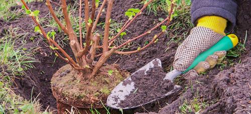 КАКИЕ растения и ПОЧЕМУ надо сажать ОСЕНЬЮ.. Почему я сажаю осенью: рассказываю о преимуществах осенней посадки растений