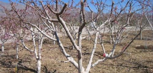 Комплексная обработка деревьев весной. Обработка сада весной от болезней и вредителей