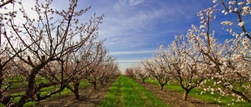 Комплексная обработка деревьев весной. Обработка сада весной от болезней и вредителей