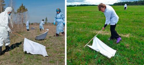 Чем обработать участок от клещей безопасно для собаки. Обработка участка от клещей: ТОП-10 средств для обработки дачи