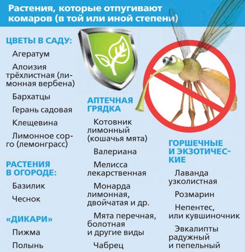 Средство от комаров на даче по периметру. Как избавиться от комаров на дачном участке?
