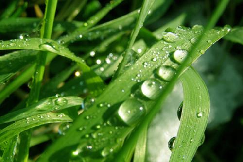 Обработка участка от клещей и комаров. Когда начинать обработку от комаров и клещей?