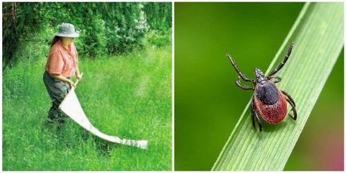 Обработка участка от клещей самостоятельно. Методы борьбы с клещами на дачном участке