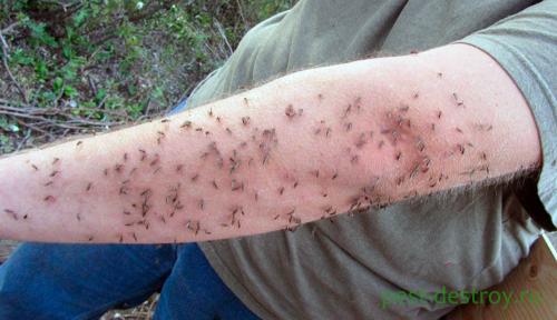 Обработка участка от комаров своими руками. Обработка от комаров. С какой целью проводят и в какие сроки