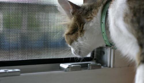 Чем обработать окна от комаров. Виды москиток