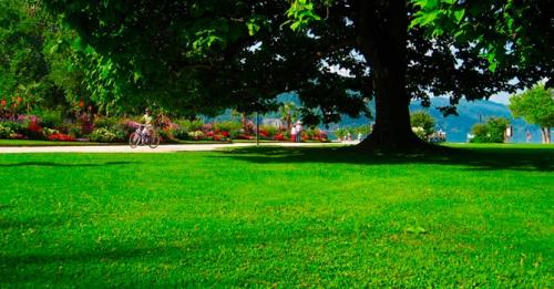 Какой газон можно посадить на даче, если в саду часто гуляют дети или домашние животные. Какой газон лучше посадить на даче: описание и виды трав