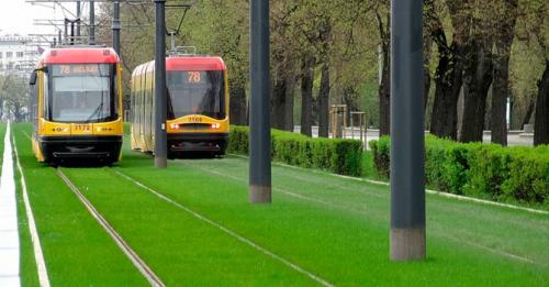 Какой газон можно посадить на даче, если в саду часто гуляют дети или домашние животные. Какой газон лучше посадить на даче: описание и виды трав