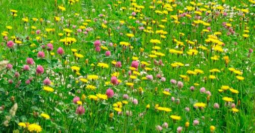 Какой газон можно посадить на даче, если в саду часто гуляют дети или домашние животные. Какой газон лучше посадить на даче: описание и виды трав