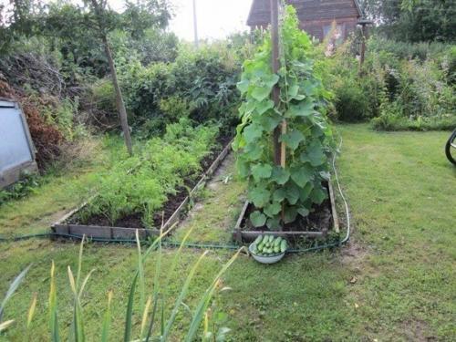 Для тех, у кого нет теплицы. 03