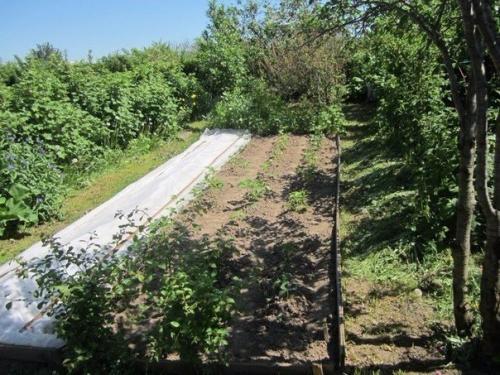 Для тех, у кого нет теплицы. 02