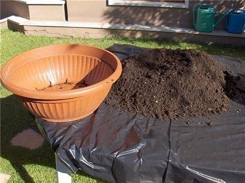 Посадка тюльпанов, нарциссов, гиацинтов осенью. 01 Посадка тюльпанов, нарциссов, гиацинтов осенью. 01