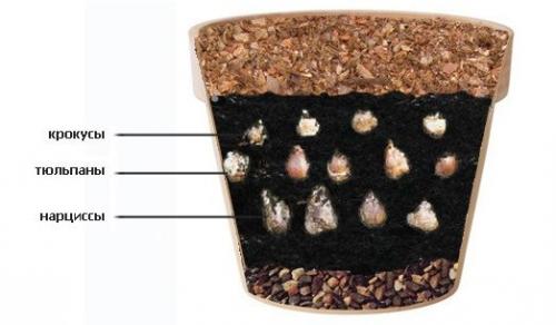 Посадка тюльпанов, нарциссов, гиацинтов осенью. 03 Посадка тюльпанов, нарциссов, гиацинтов осенью. 03