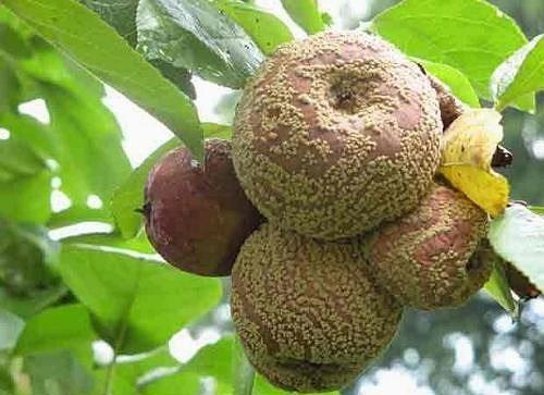 Как спасти сад от плодовой гнили. 01 Как спасти сад от плодовой гнили. 01