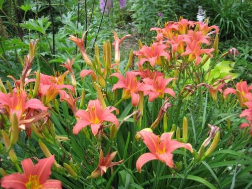 Выращивание лилейников.   Лилейник цветком интеллигентного лентяя является. 04