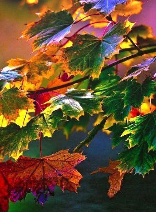 Счастья в жизни столько, сколько ты сможешь его заметить! 05