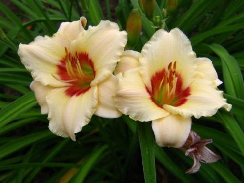 Выращивание лилейников.   Лилейник цветком интеллигентного лентяя является. 03