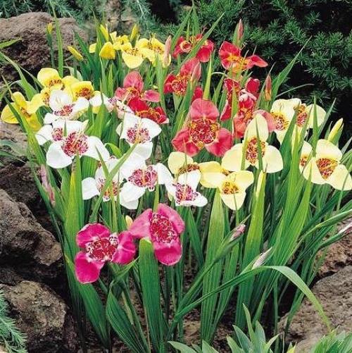 Зимнее хранение клубнелуковичных. 01 Зимнее хранение клубнелуковичных. 01