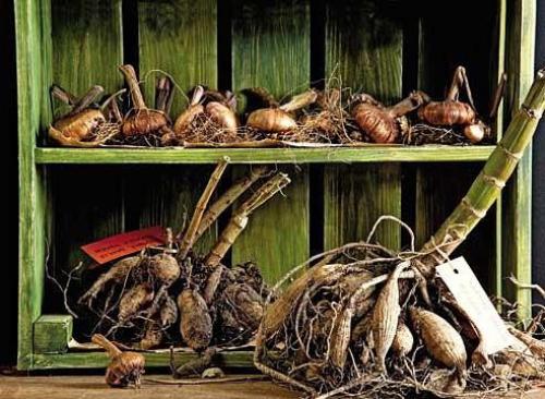 Зимнее хранение клубнелуковичных. 02 Зимнее хранение клубнелуковичных. 02