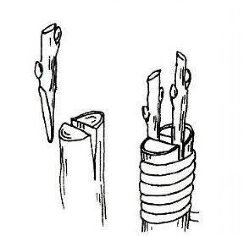 Прививка в расщеп - все, о чем надо знать садоводу. 05