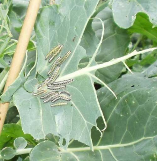 Дачные хитрости.  Лопух - это покровитель капусты. 03