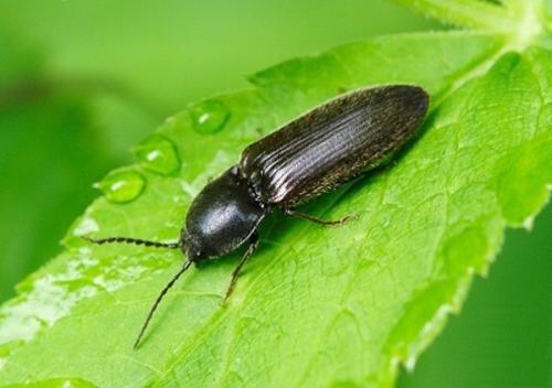 Эффективные меры борьбы с проволочником. 03