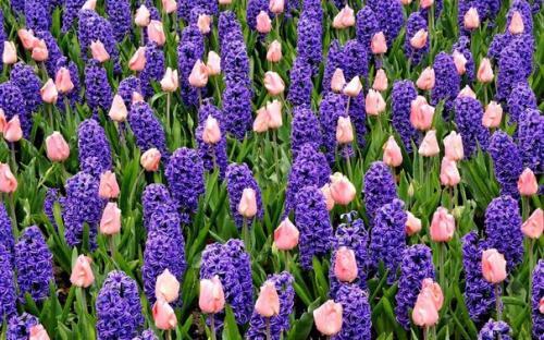 Гиацинт - цветок дождей. 02