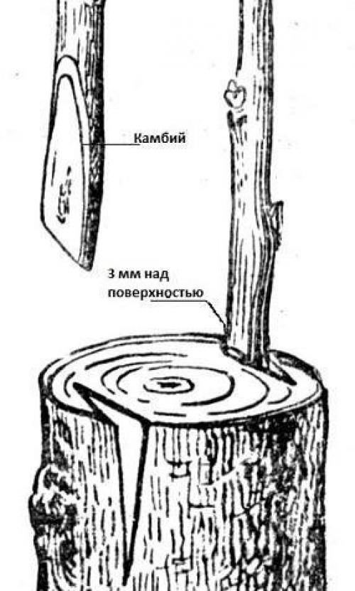 Прививка в расщеп - все, о чем надо знать садоводу. 02