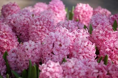 Гиацинт - цветок дождей. 01