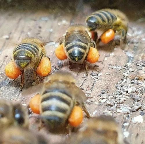 На фото - пчелы, которые возвращаются в улей с пыльцой.  