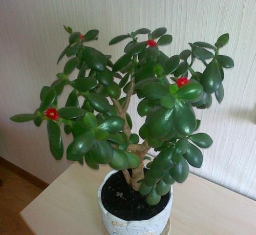 Как ухаживать за денежным деревом, чтобы водились деньги! 03 Как ухаживать за денежным деревом, чтобы водились деньги! 03