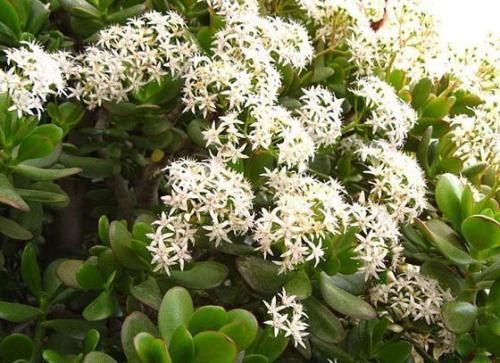 Как ухаживать за денежным деревом, чтобы водились деньги! 01 Как ухаживать за денежным деревом, чтобы водились деньги! 01