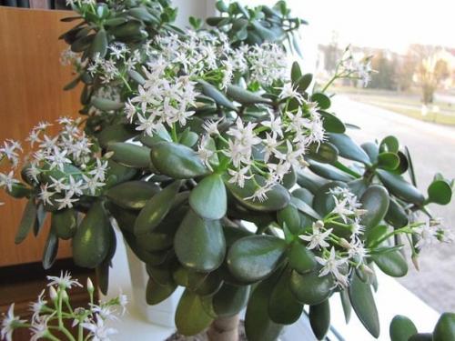 Как ухаживать за денежным деревом, чтобы водились деньги! 02 Как ухаживать за денежным деревом, чтобы водились деньги! 02