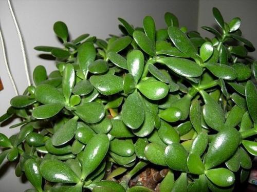 Как ухаживать за денежным деревом, чтобы водились деньги! 04 Как ухаживать за денежным деревом, чтобы водились деньги! 04