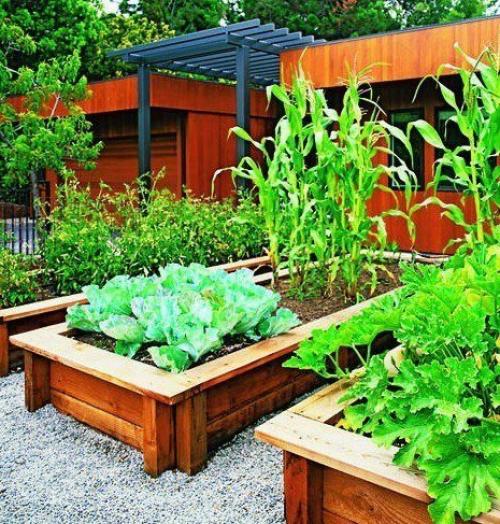 Умный огород: набираемся опыта - метод БЕЗ Перекопки. 01